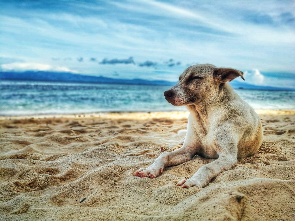 Dog lays on beach